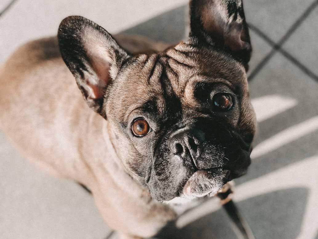 William Walker Impulskontrolle in der Hundeerziehung - Warum die Kontrolle von spontanen Impuls-Handlungen so wichtig ist