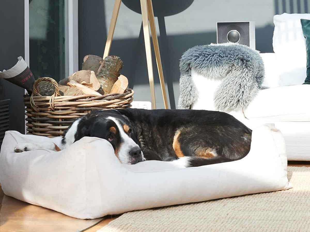 Top Hundebetten für jeden Vierbeiner: Komfort und Stil kombiniert