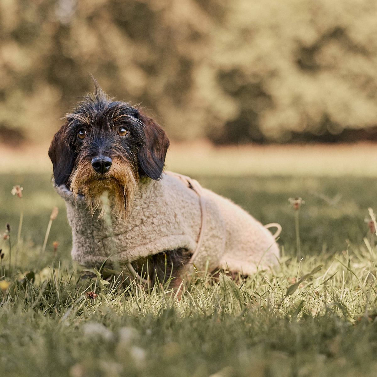 William Walker Cappottino in pile per cani Cozy per bassotti