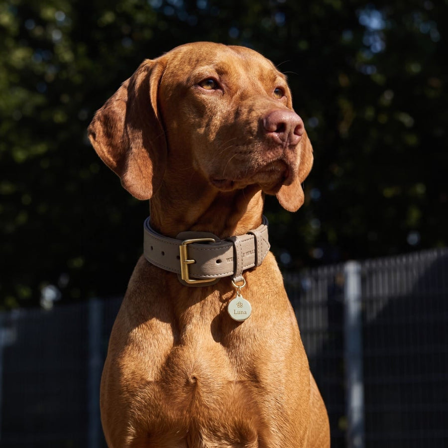 Personalisierbare runde Messing-Hundemarke