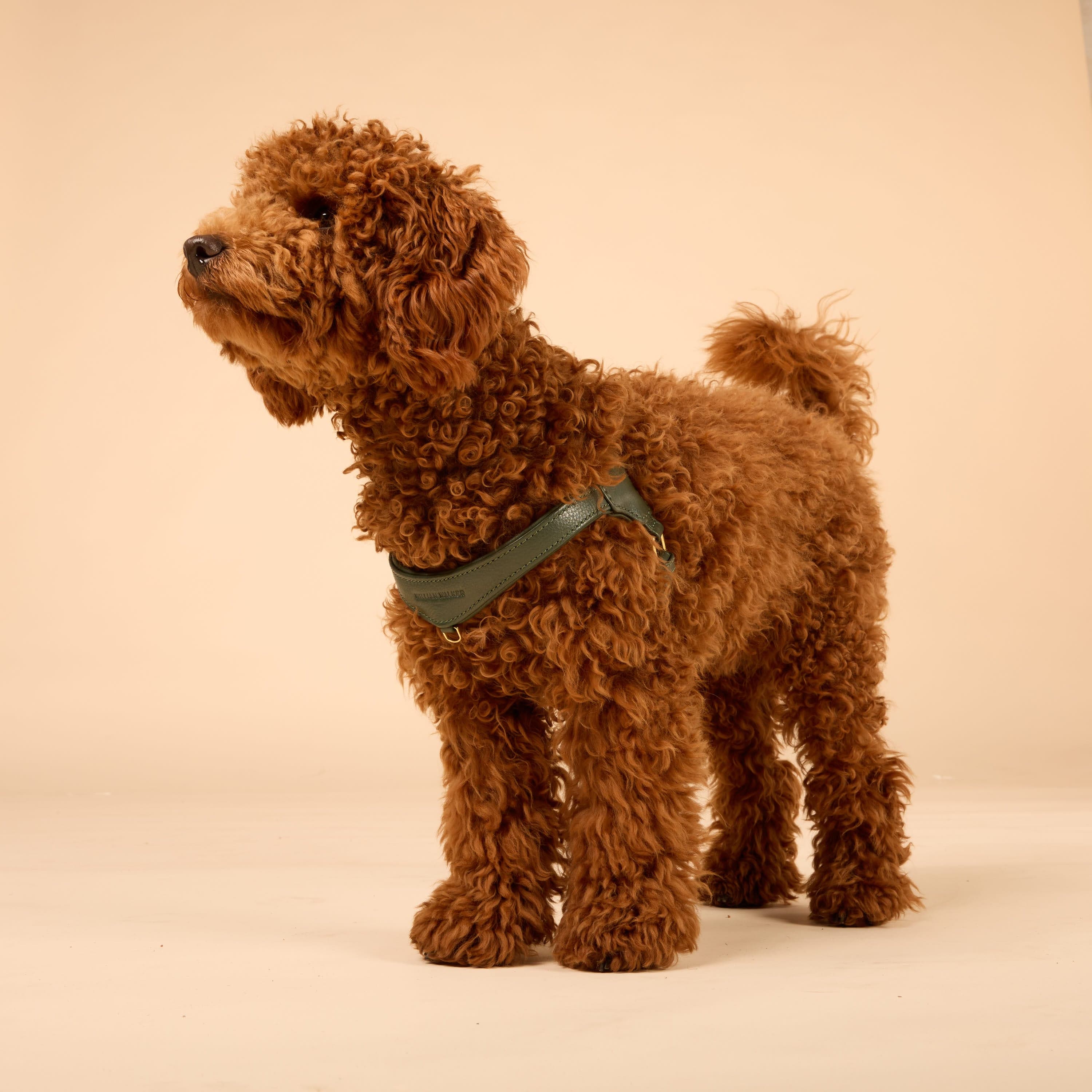 William Walker Step-In Leder Geschirr Pico für kleine Hunde