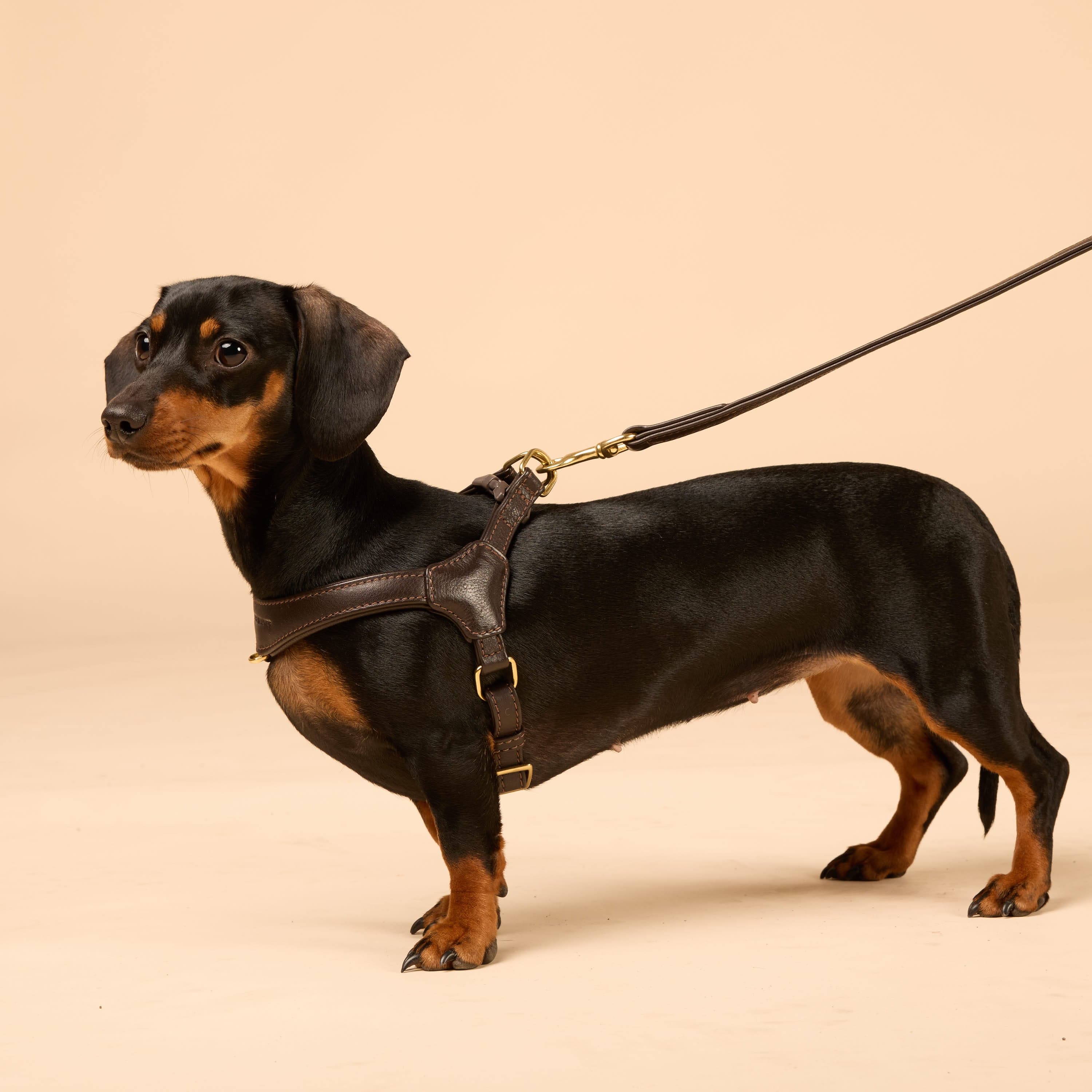 William Walker Step-In Leder Geschirr Pico für kleine Hunde