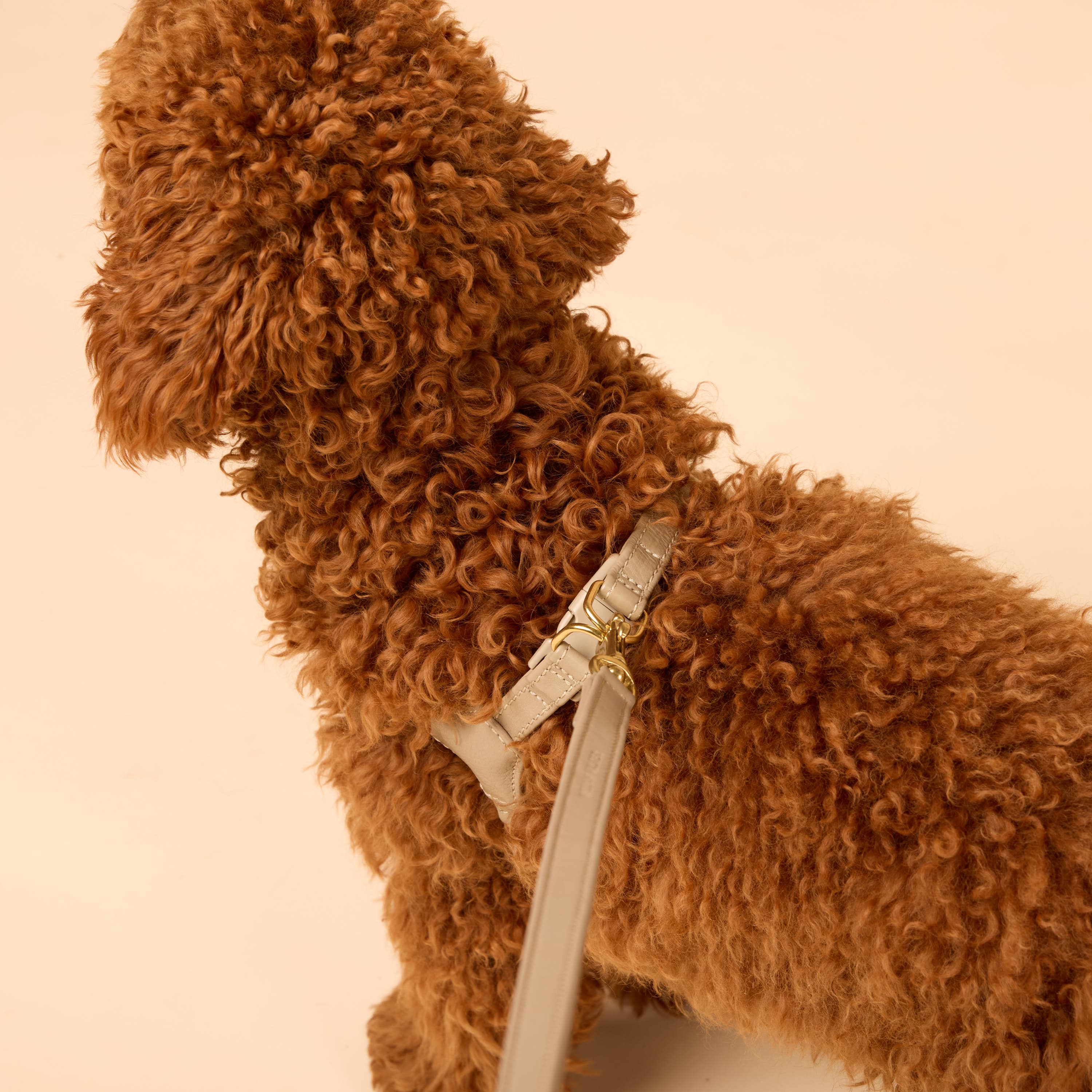 William Walker Step-In Leder Geschirr Pico für kleine Hunde