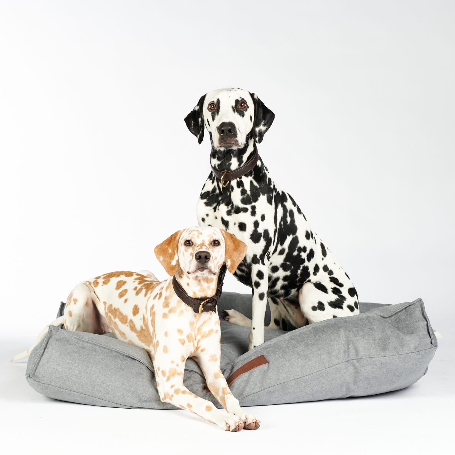 William Walker Leder Hundehalsband Earth (Braun)