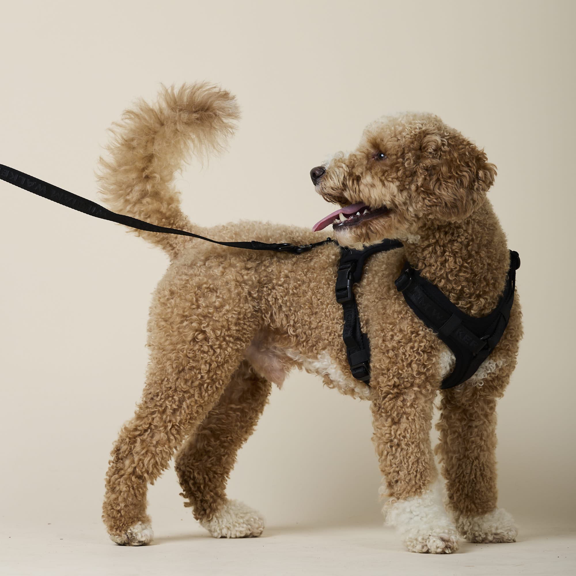 William Walker Hochwertiges Y-Hundegeschirr Nero (schwarz)