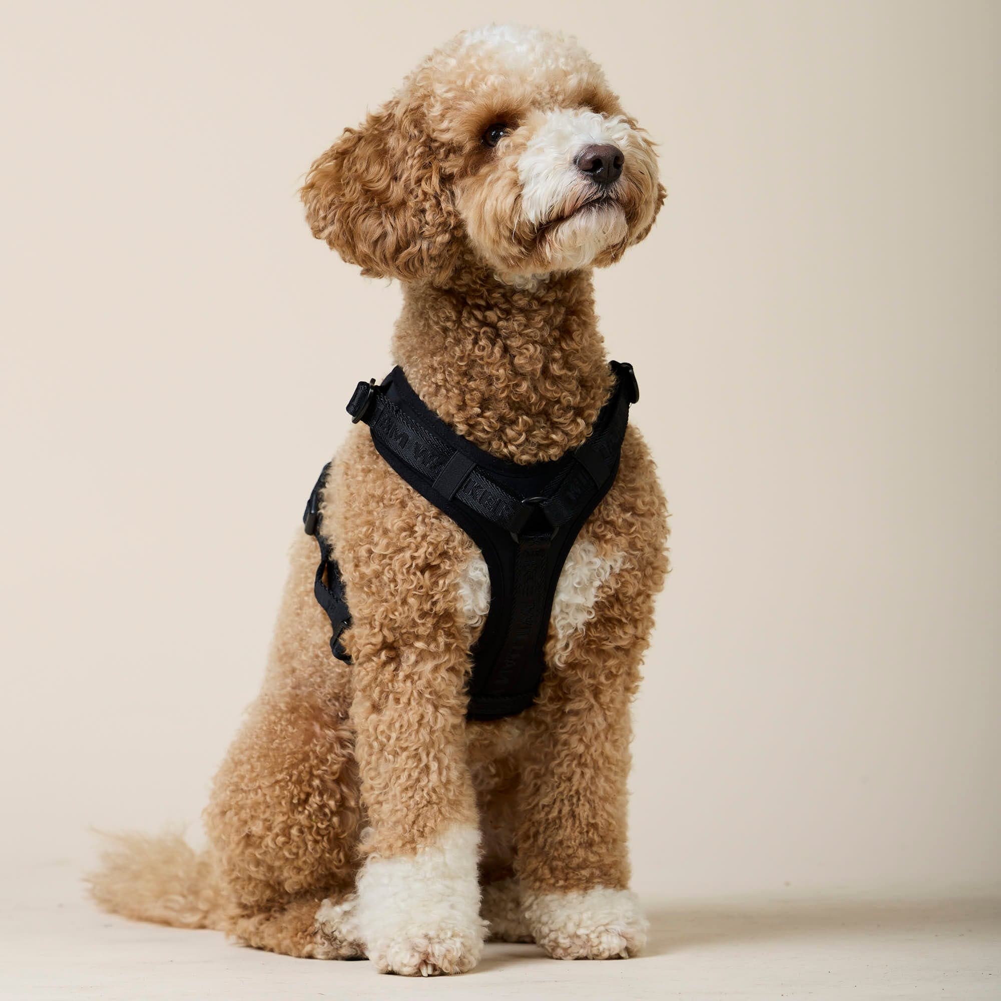 William Walker Hochwertiges Y-Hundegeschirr Nero (schwarz)