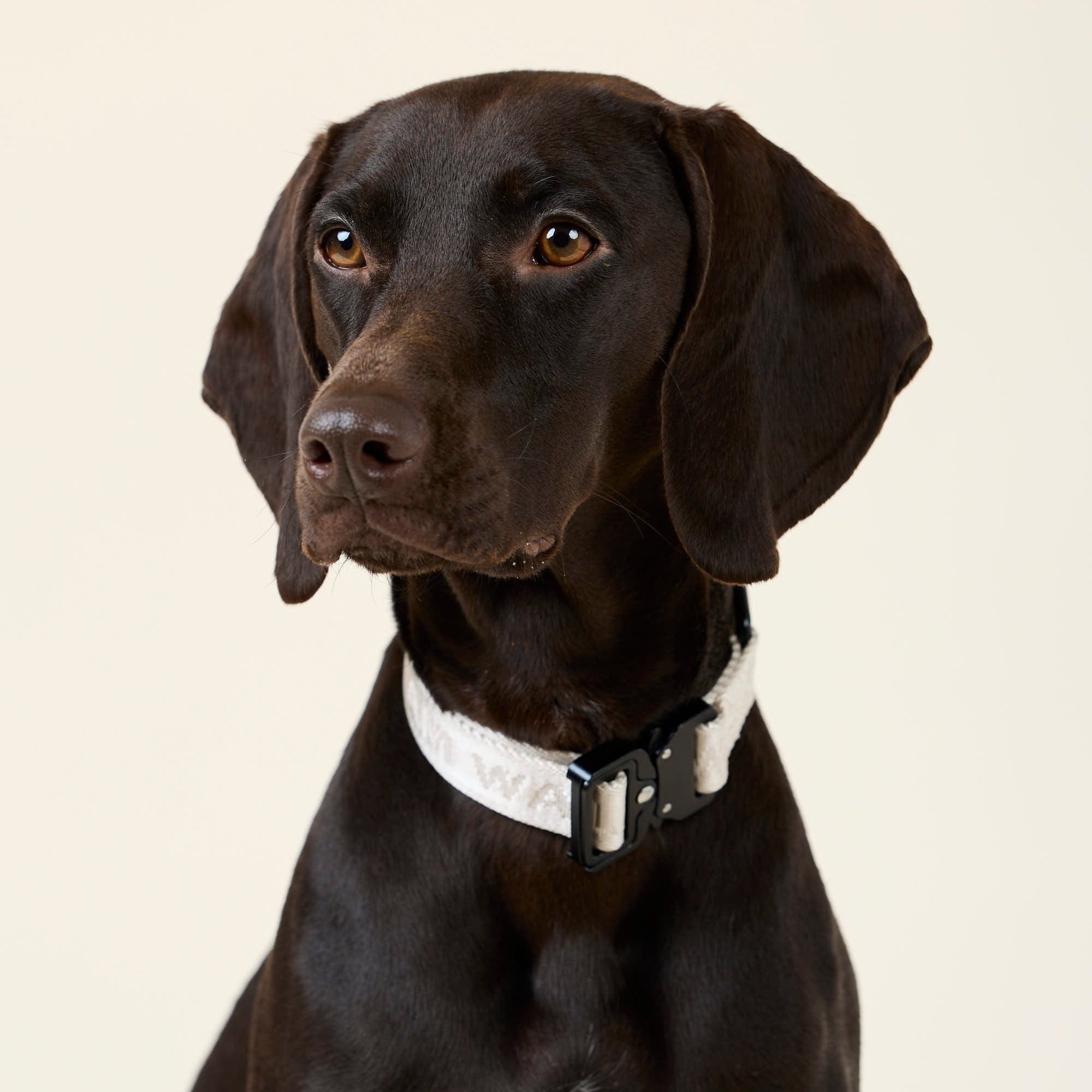 William Walker Jacquard Nylon Hundehalsband Sand (beige)