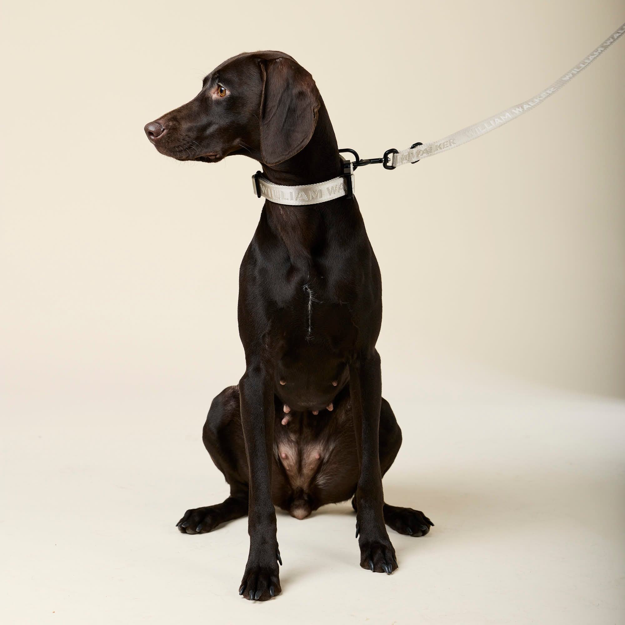 William Walker Jacquard Nylon Hundehalsband Sand (beige)