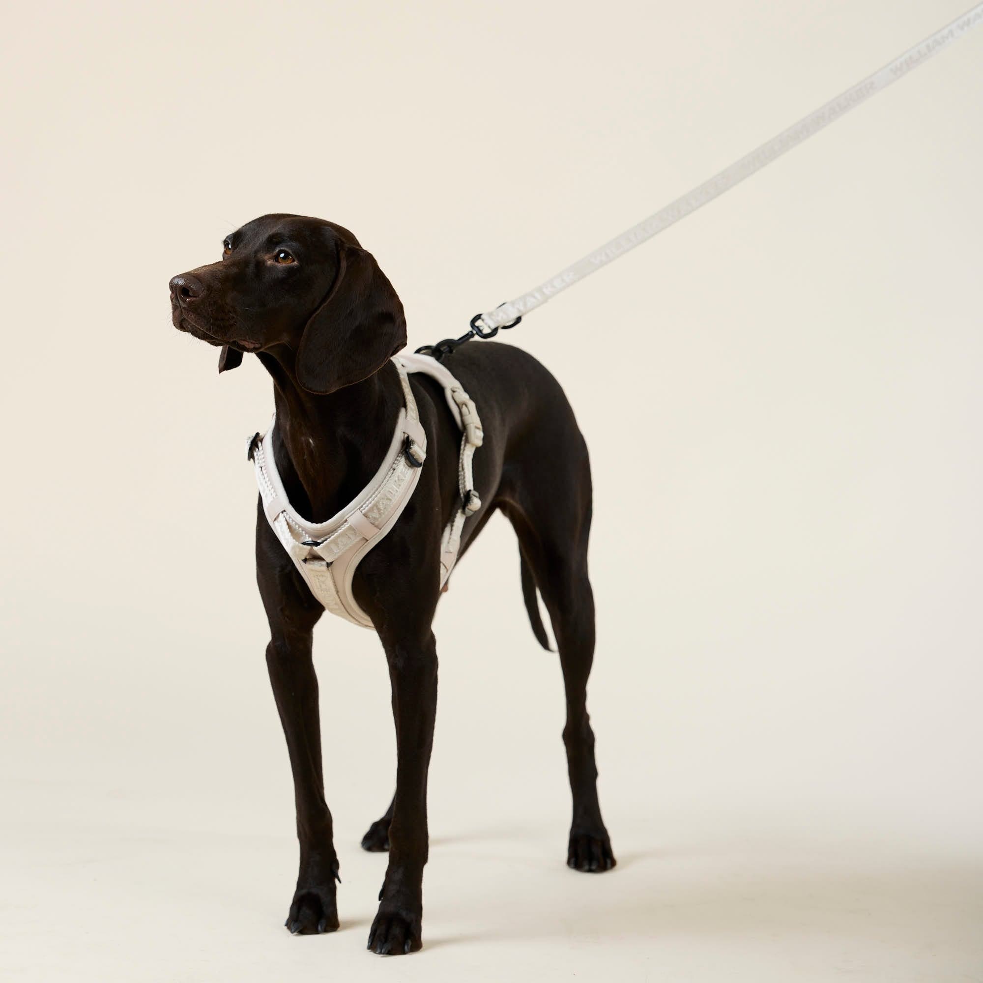 William Walker Hochwertiges Y-Hundegeschirr Sand (beige)