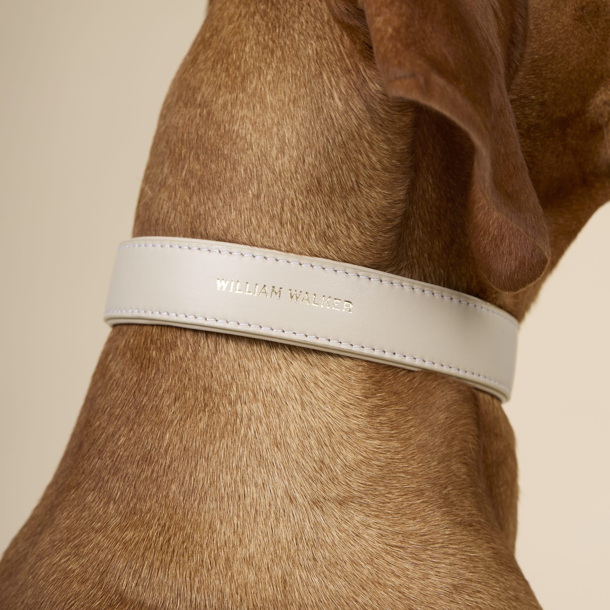 William Walker Glattleder Hundehalsband Almond