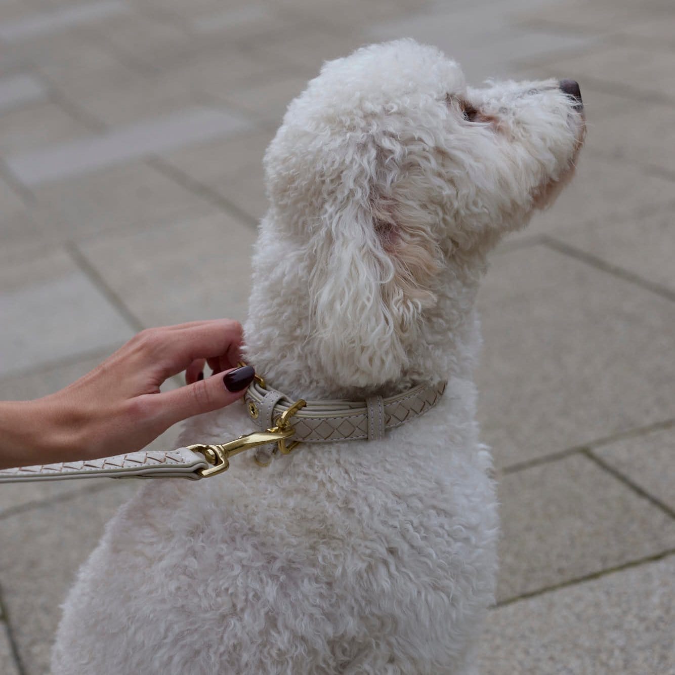 William Walker Leder Hundehalsband Prestige Almond