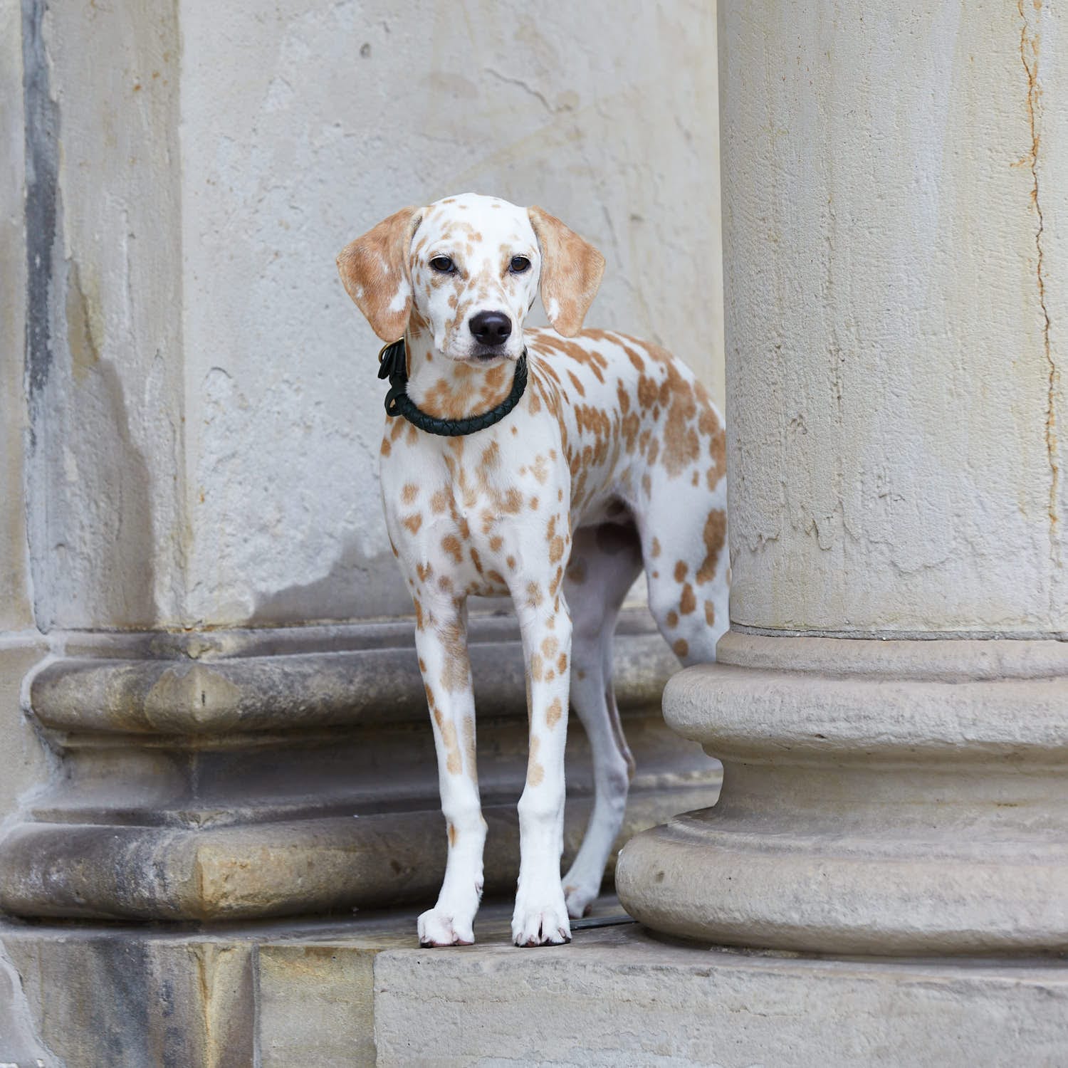 William Walker Leder Hundehalsband Twisted Dark Moss (Waldgrün)