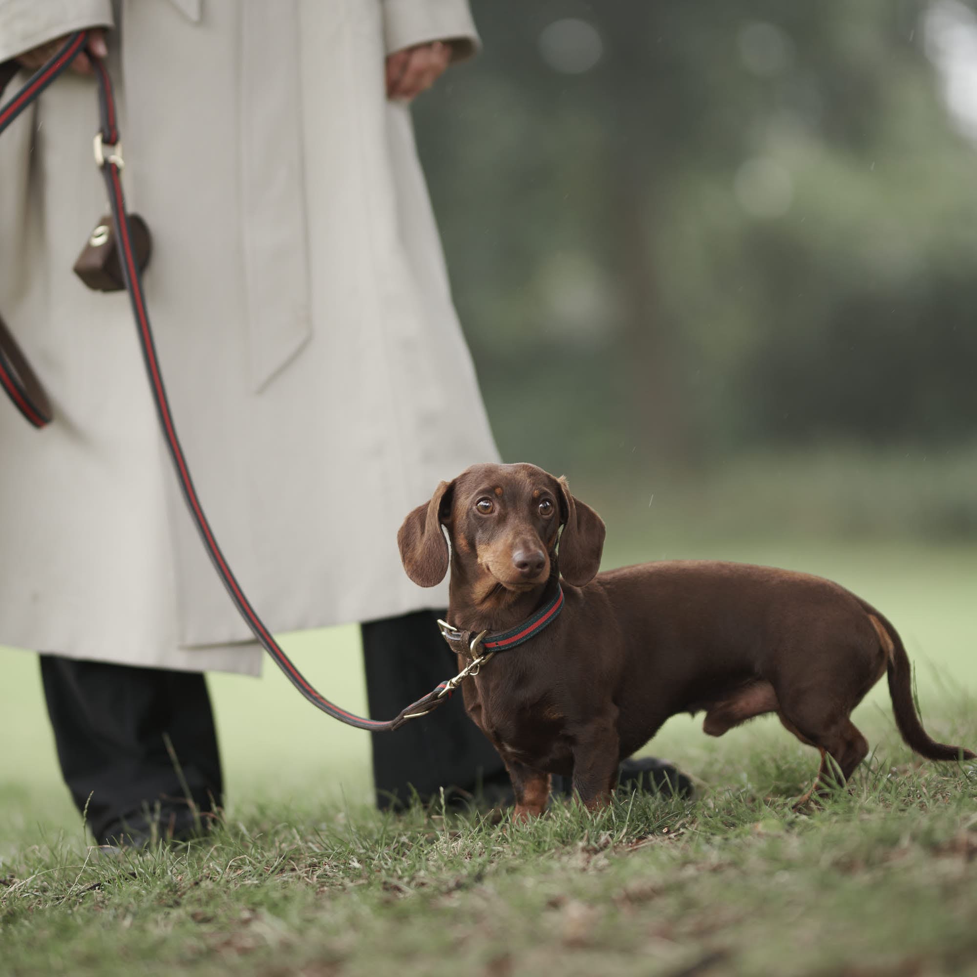 William Walker Leder Hundehalsband Florence // Limited