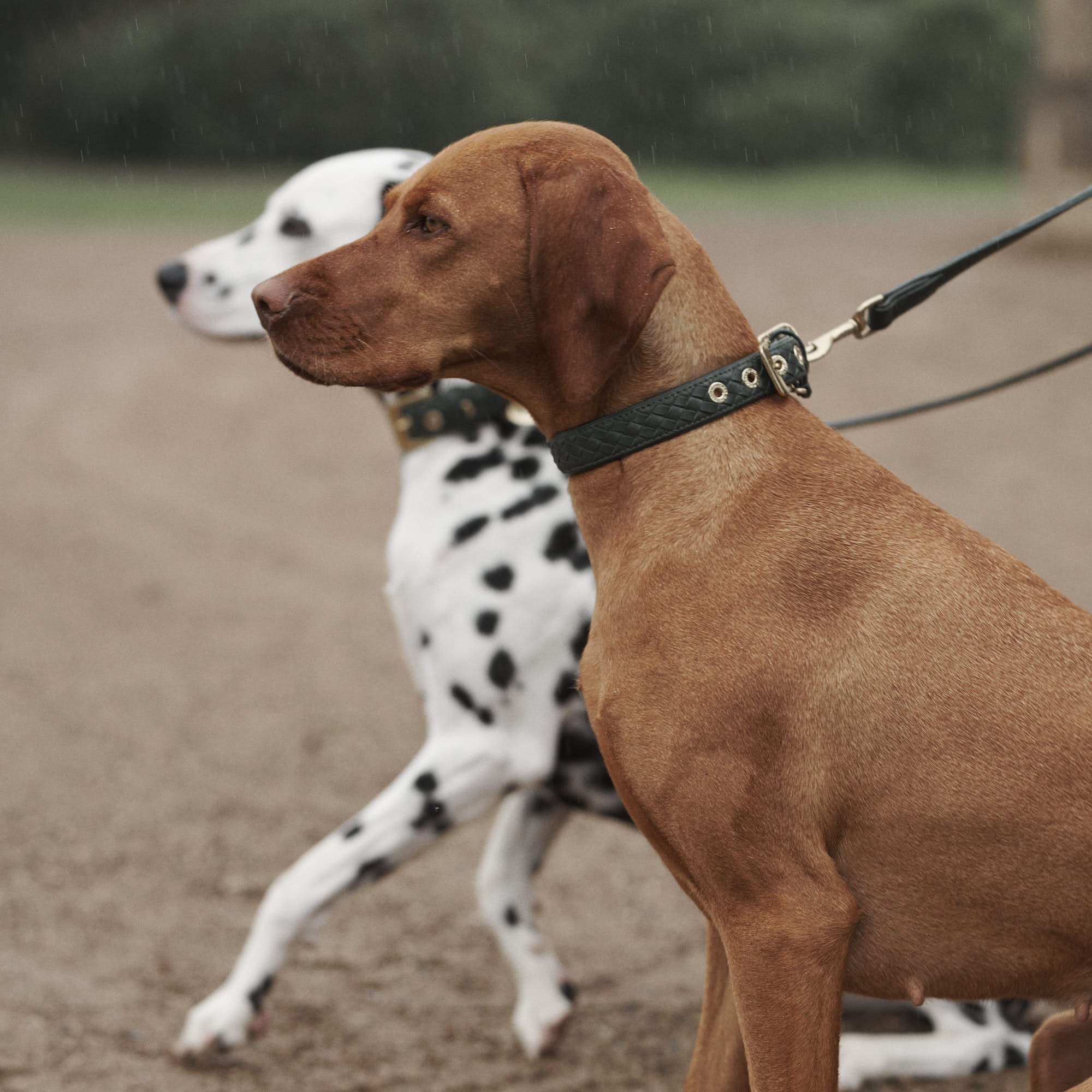 William Walker Hochwertige Leder Hundeleine Prestige Forest (Waldgrün)