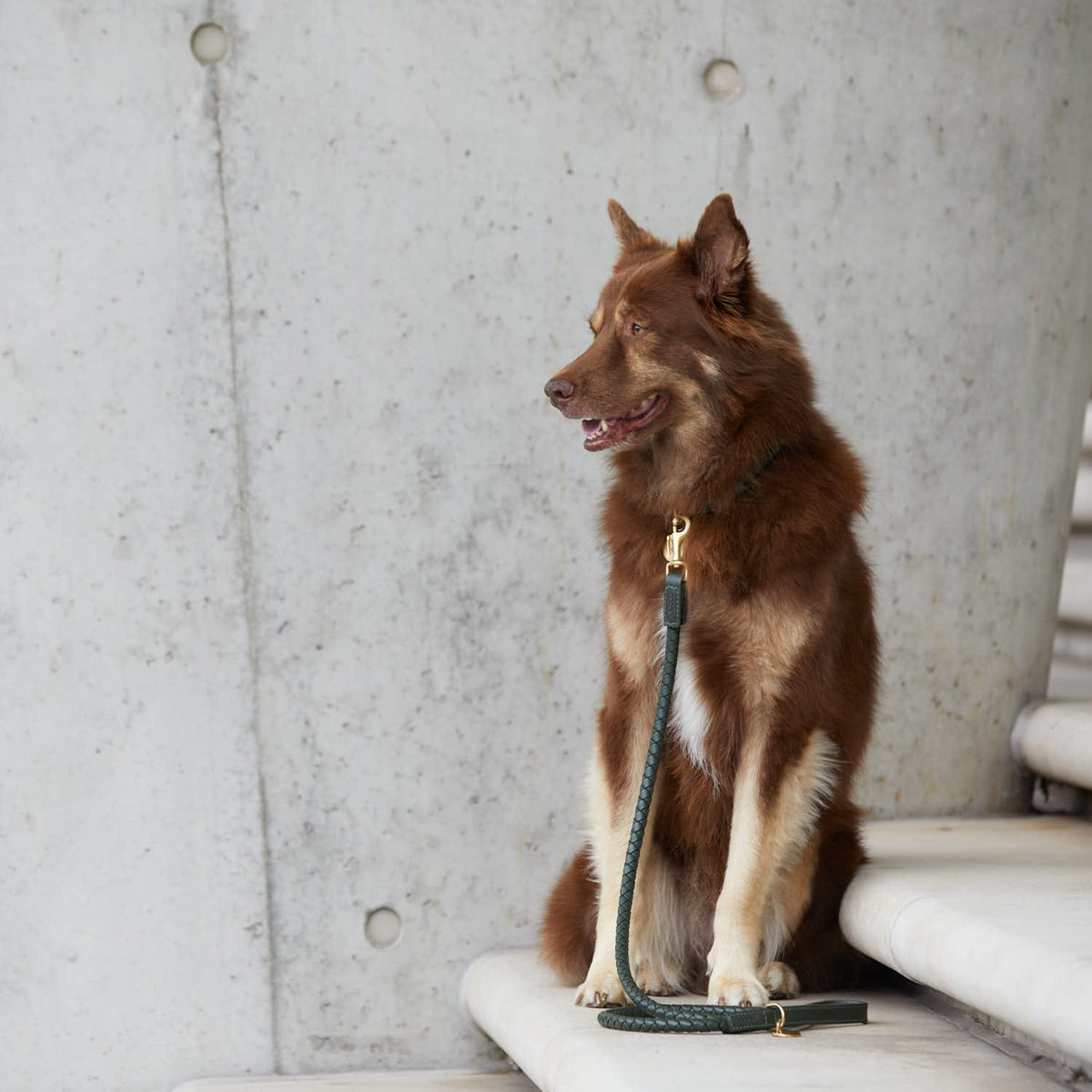 William Walker Correa de cuero para perro de alta calidad Twisted Dark Moss (verde bosque)