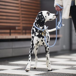 William Walker Twisted Bundle_New