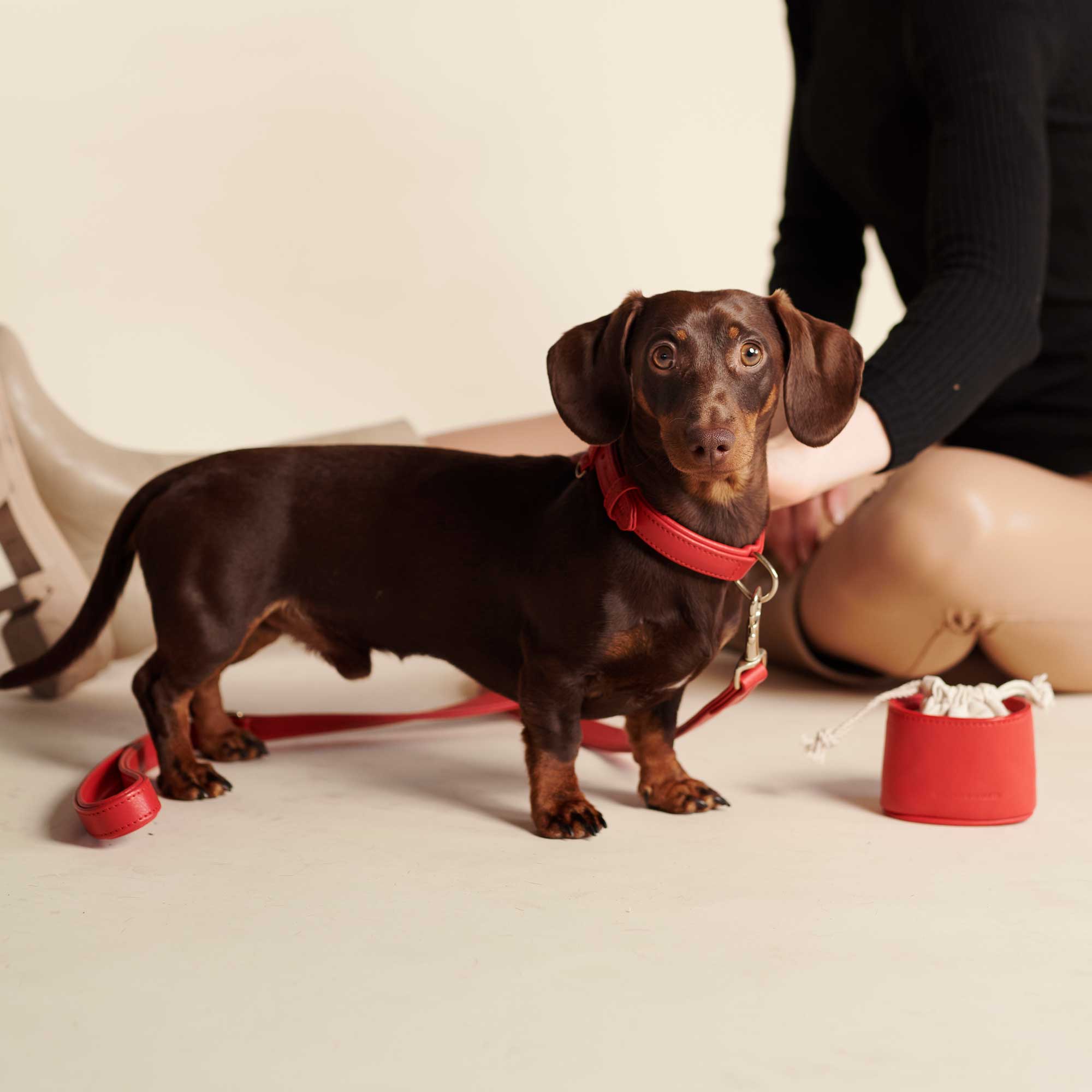 Dackel träg rotes Hundelederhalsband, Leckerlibeutel und Hundeleine