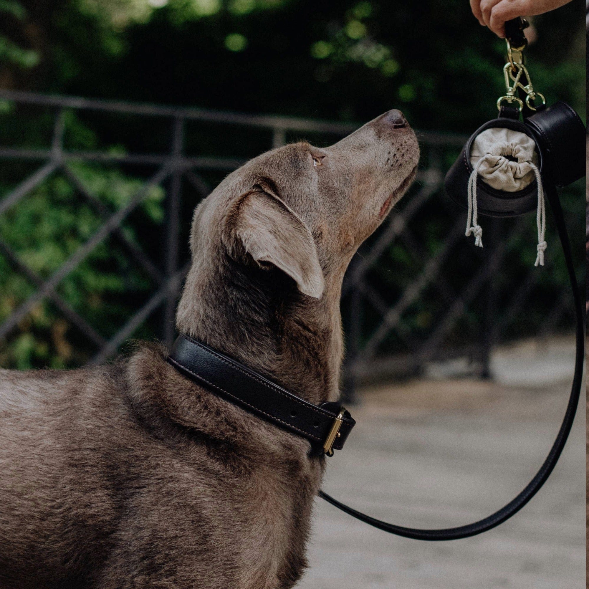 William Walker Leder Hundehalsband Noir (Schwarz)