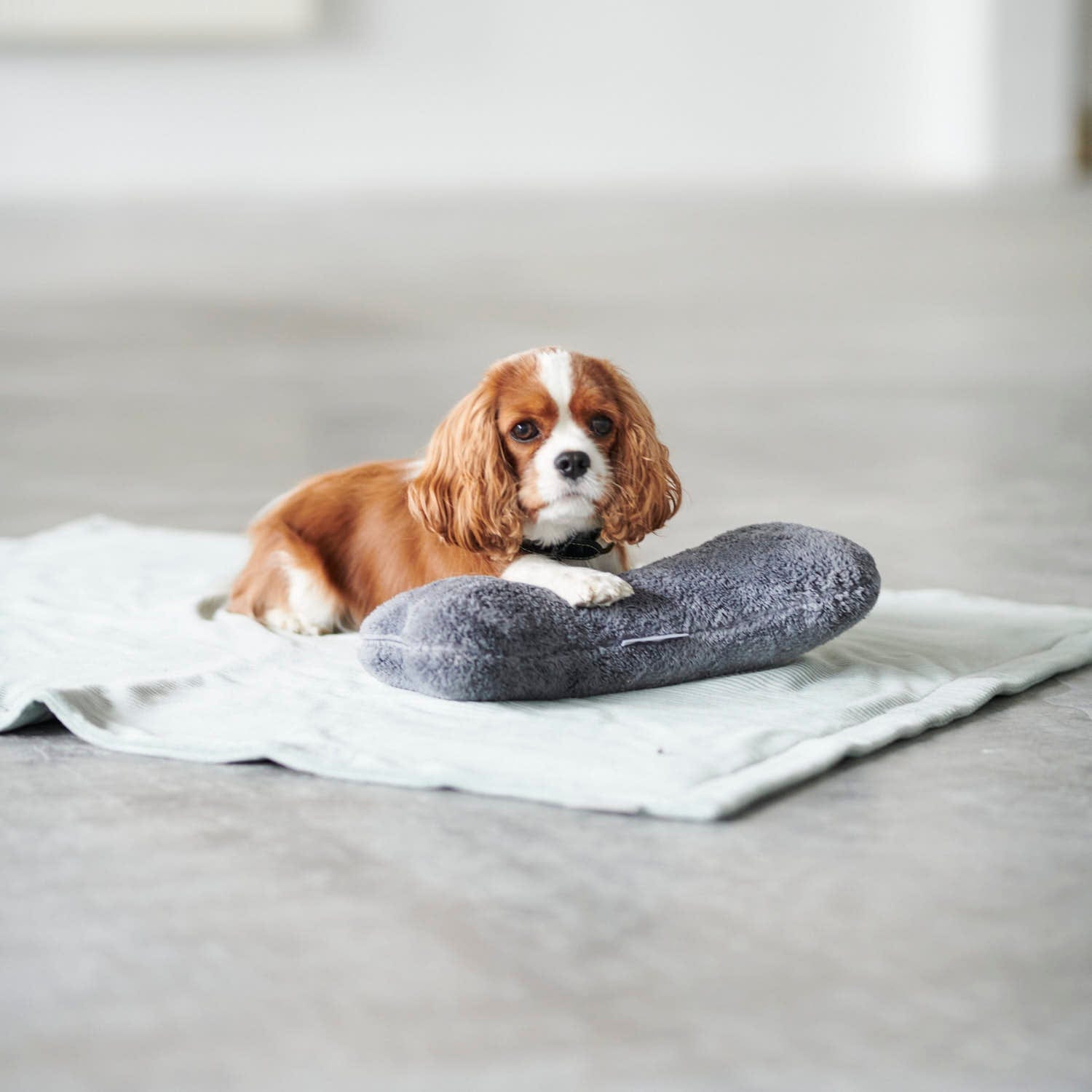 William Walker Hairy Bone Gray