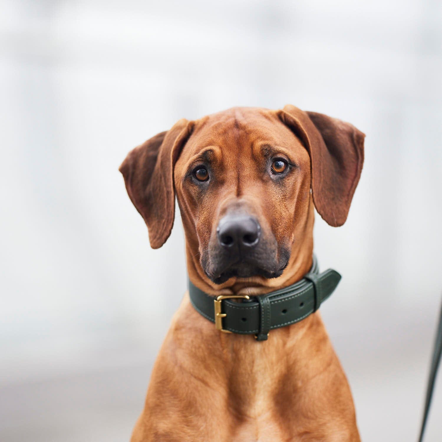 William Walker Hundehalsband Dark Moss