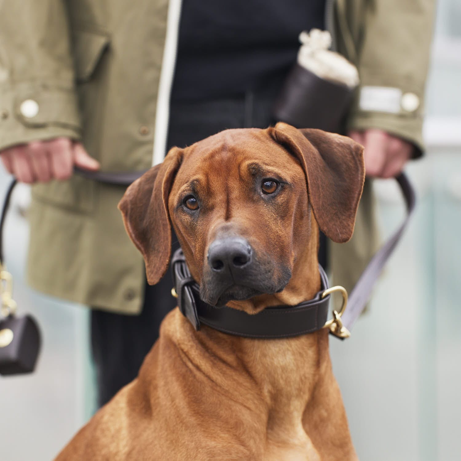 William Walker Hundeleine Earth