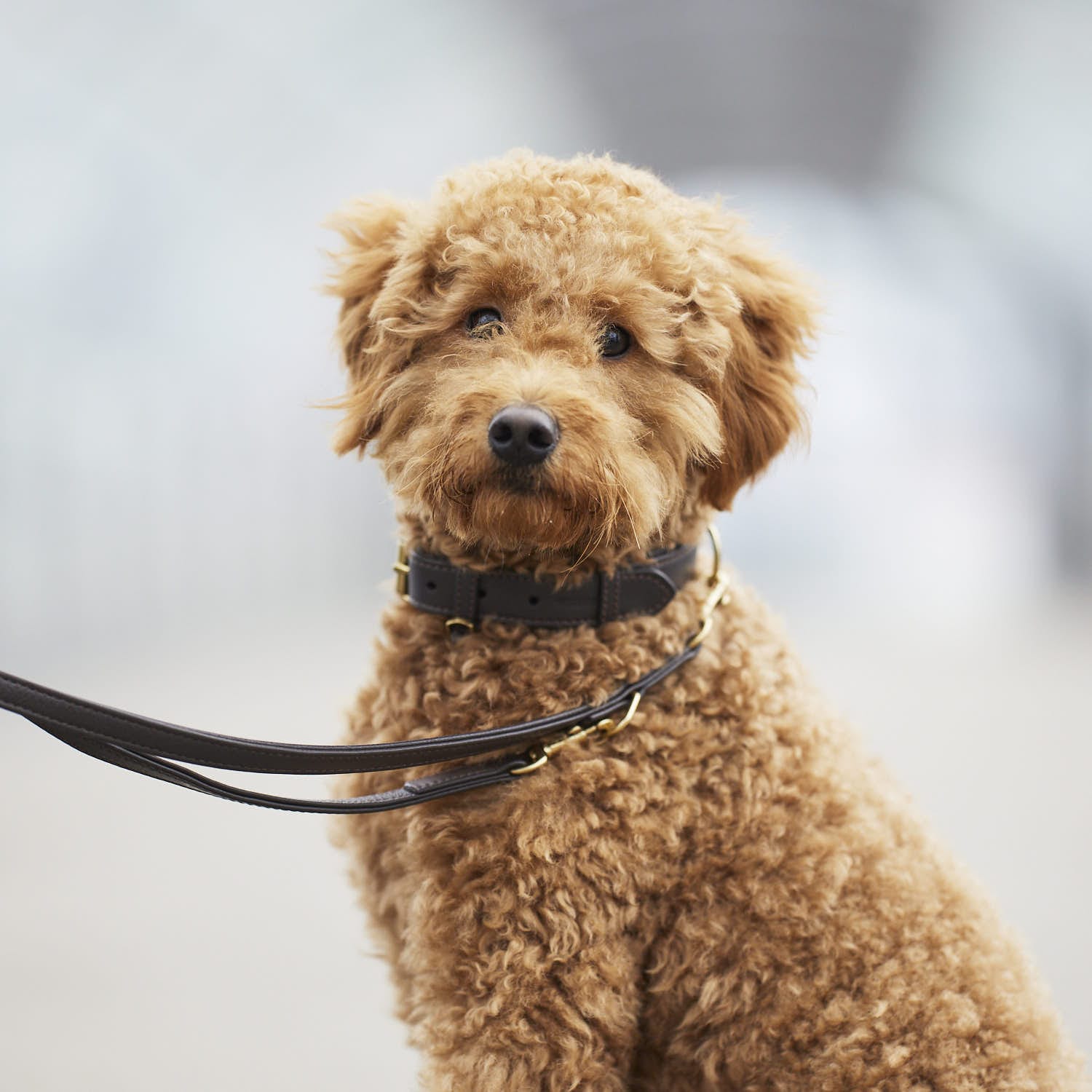 William Walker Hundehalsband Earth