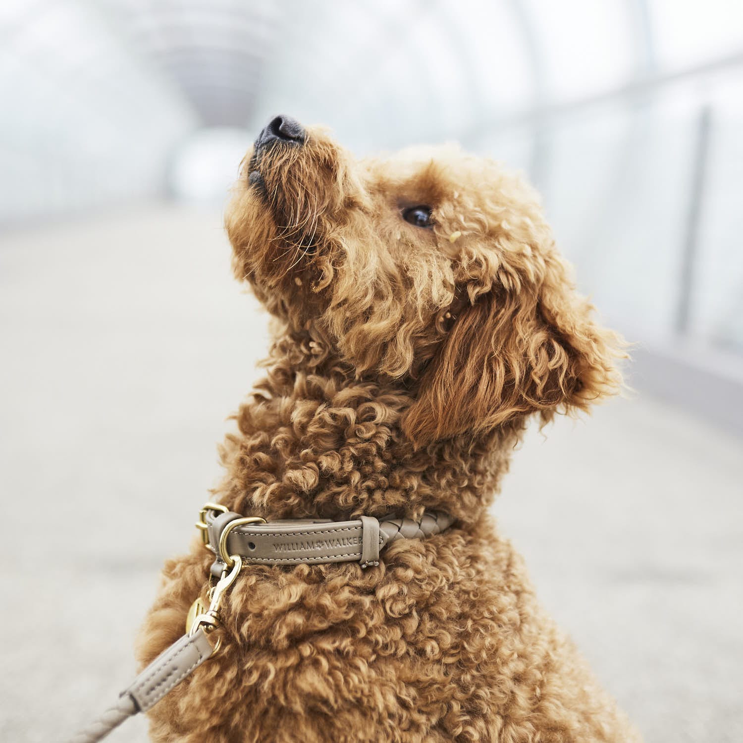 William Walker Hundehalsband Twisted Sand