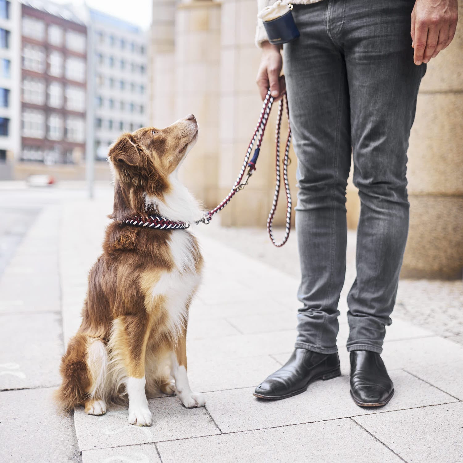 William Walker Paracord Hundeleine Royal