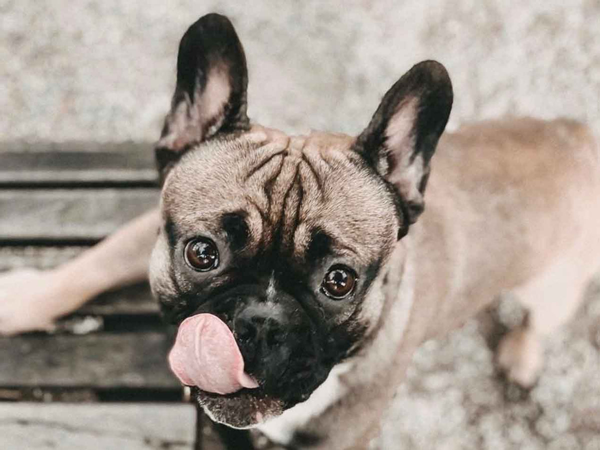 Myth Check - True or False! We check 8 myths of dog nutrition.