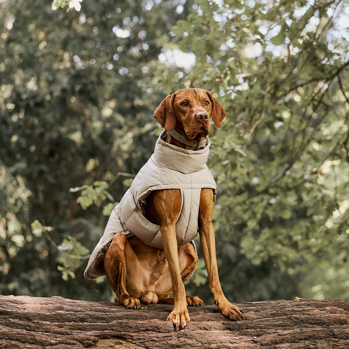 William Walker Abrigo de invierno cálido para perro Alpine
