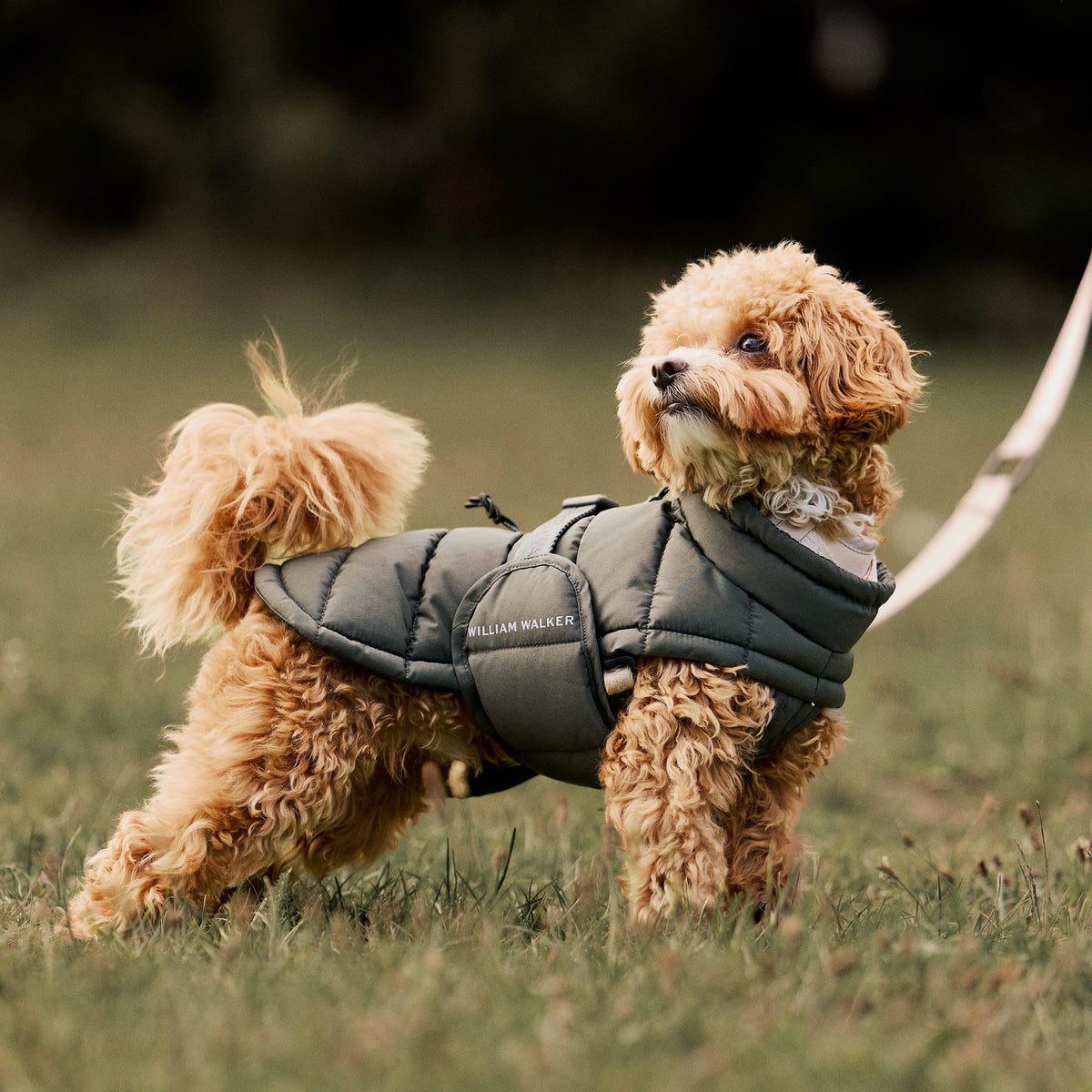 William Walker Abrigo de invierno cálido para perro Alpine