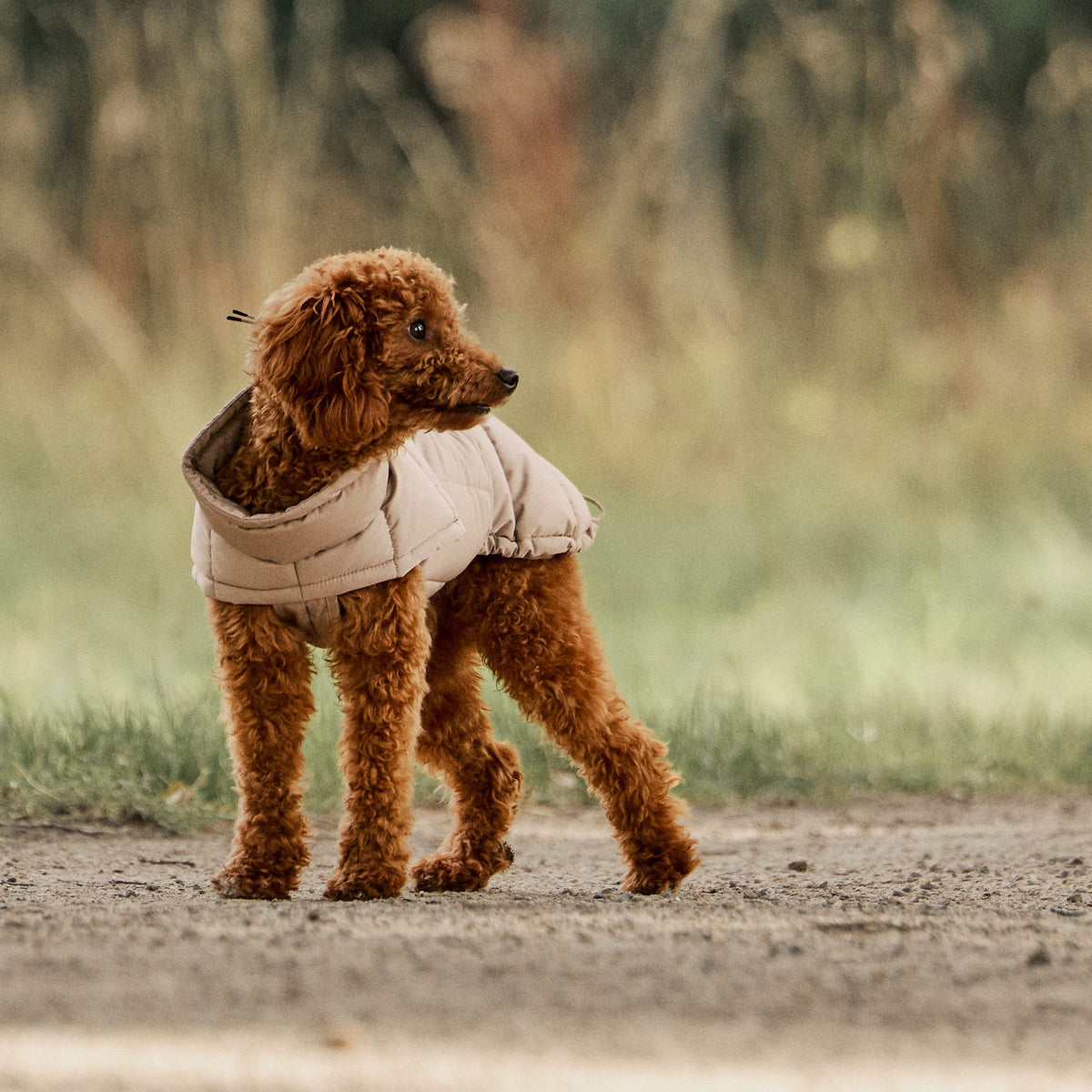 William Walker Abrigo de invierno cálido para perro Alpine