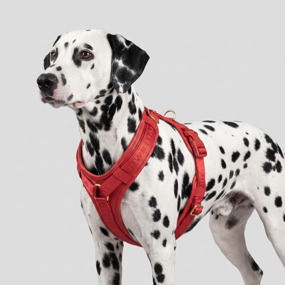 William Walker Hochwertiges Leder Y-Hundegeschirr Plain