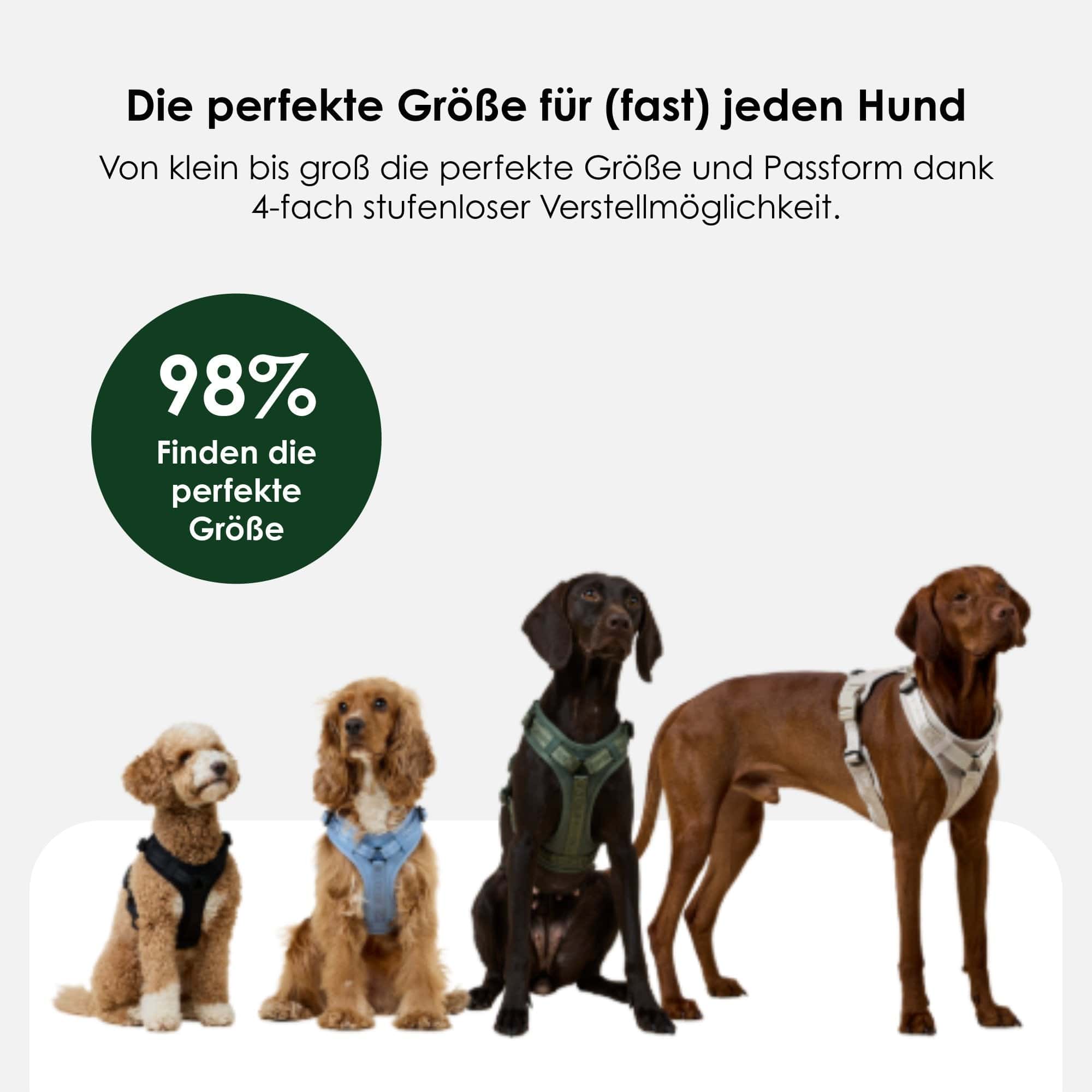 William Walker Hochwertiges Y-Hundegeschirr Sky (blau)