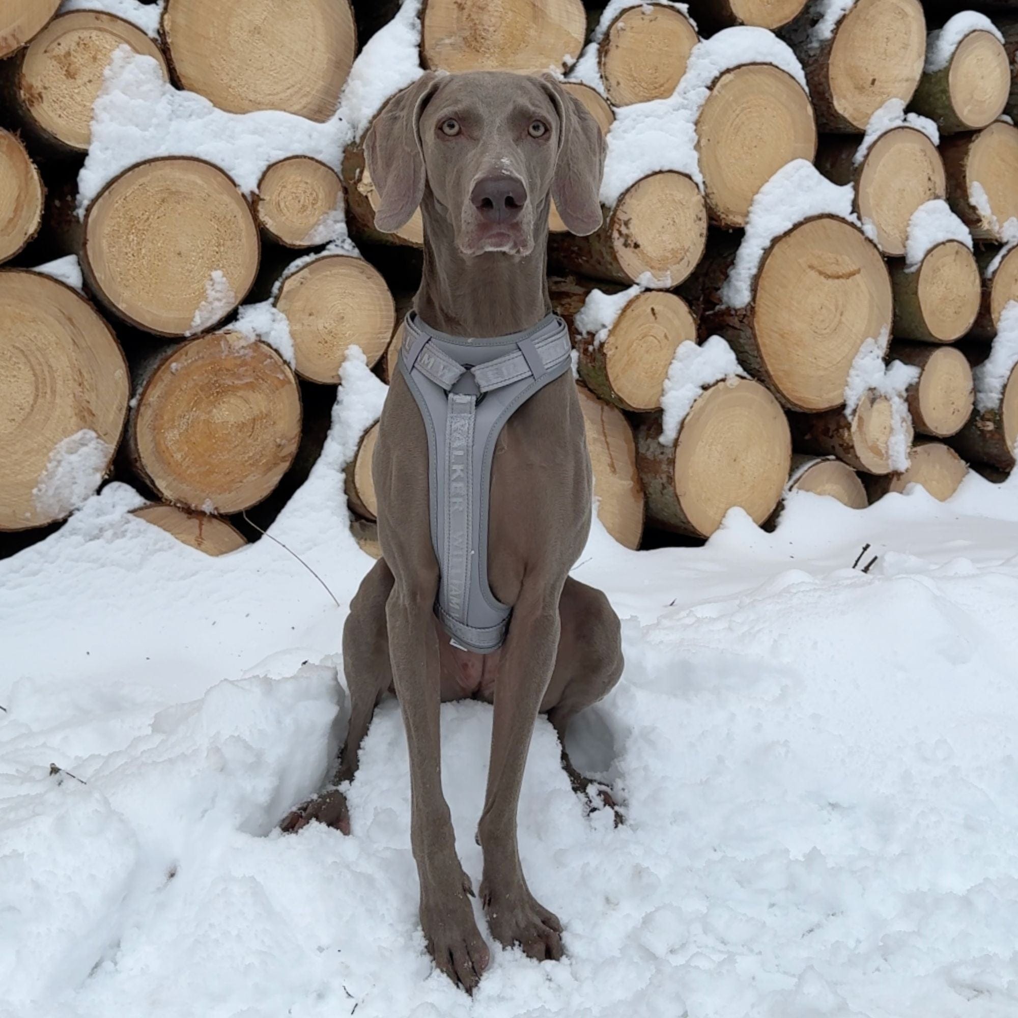 William Walker Hochwertiges Y-Hundegeschirr Lunar (Reflektierend)