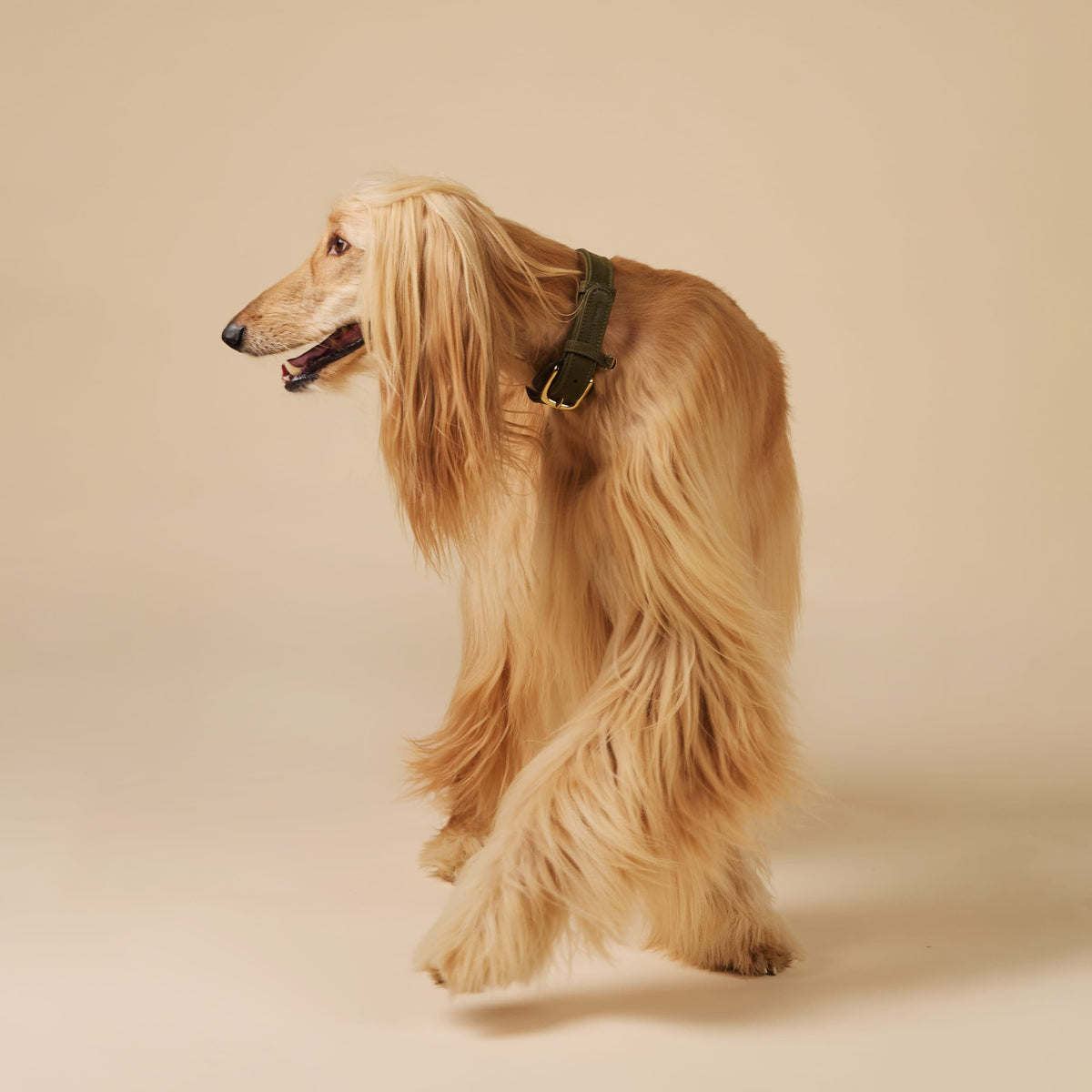 William Walker Dog Collar in Water-Resistant Nubuck Leather Pistachio (green) / XXS