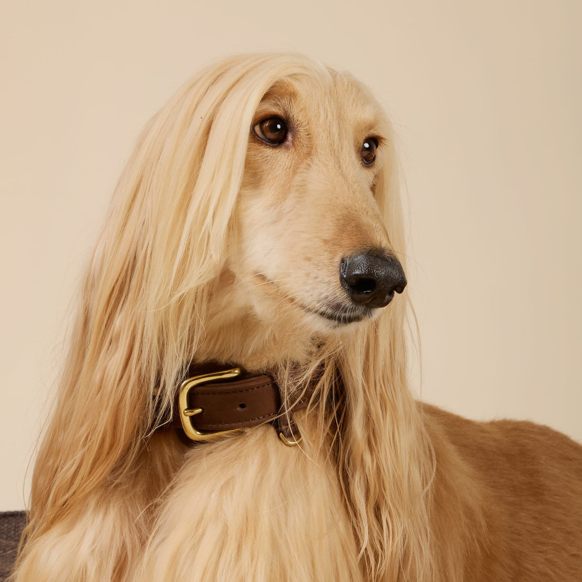 William Walker Dog Collar in Water-Resistant Nubuck Leather