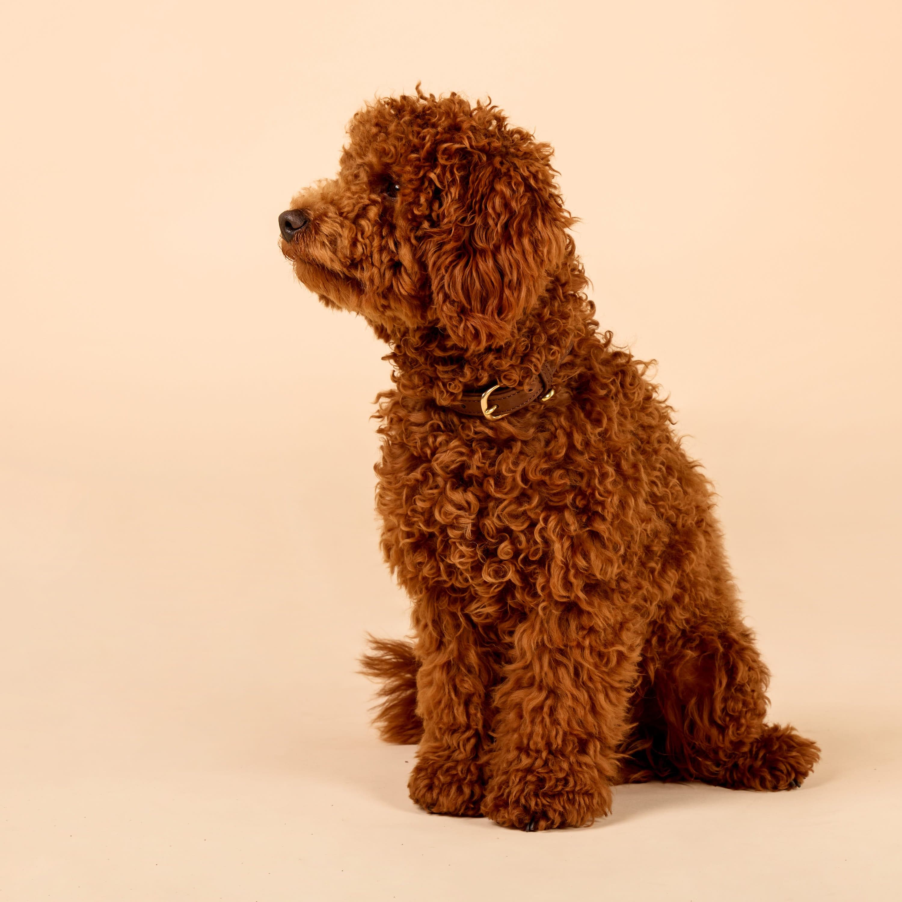 William Walker Hundehalsband aus wasserfestem Nubukleder