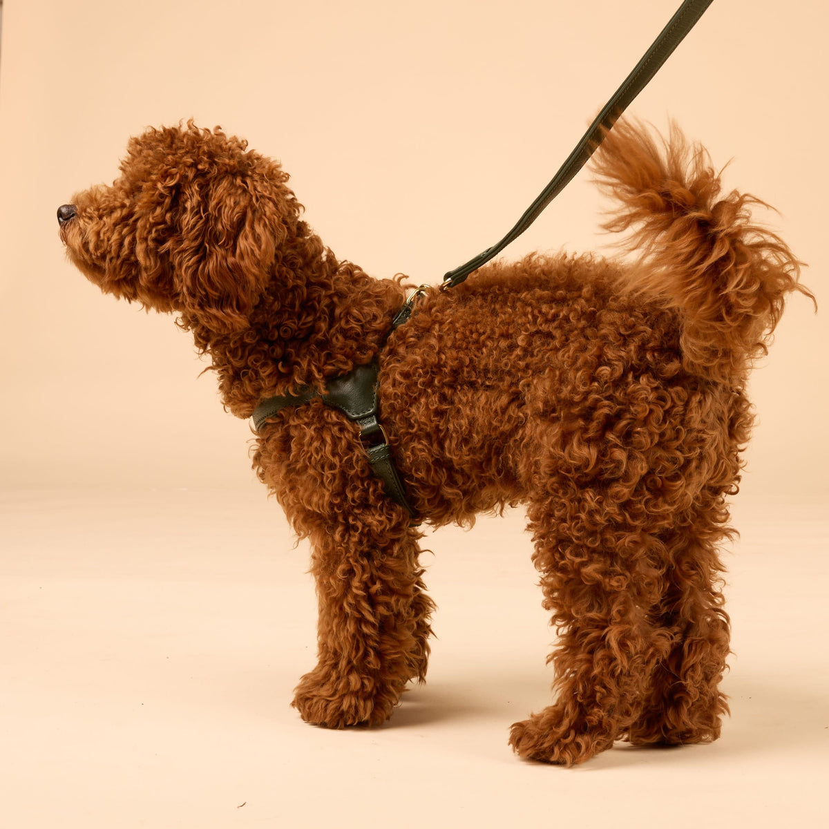 William Walker Pettorina in Pelle Step-In Pico per Cani Piccoli Dark Moss / 1
