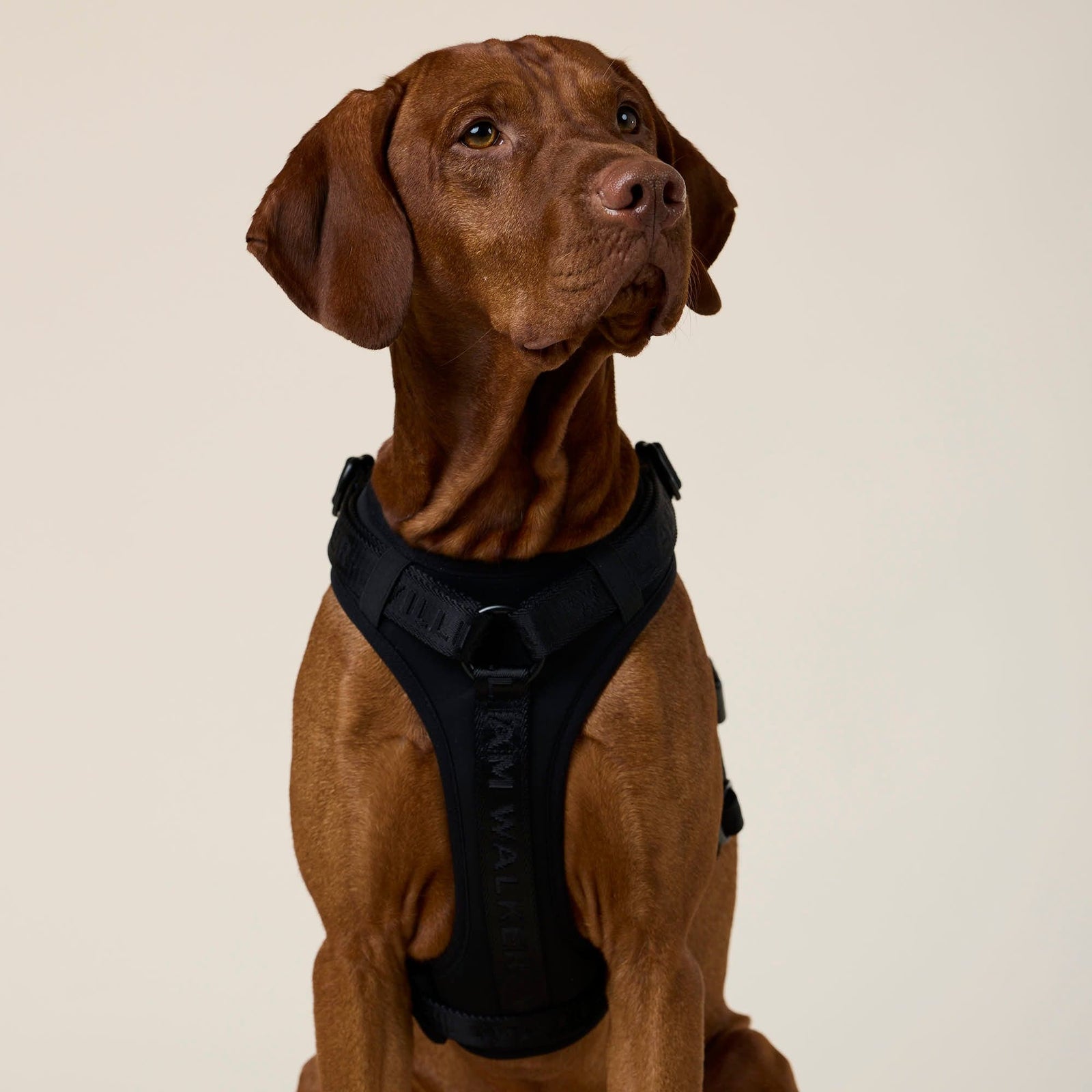 William Walker Hochwertiges Y-Hundegeschirr Nero (schwarz)