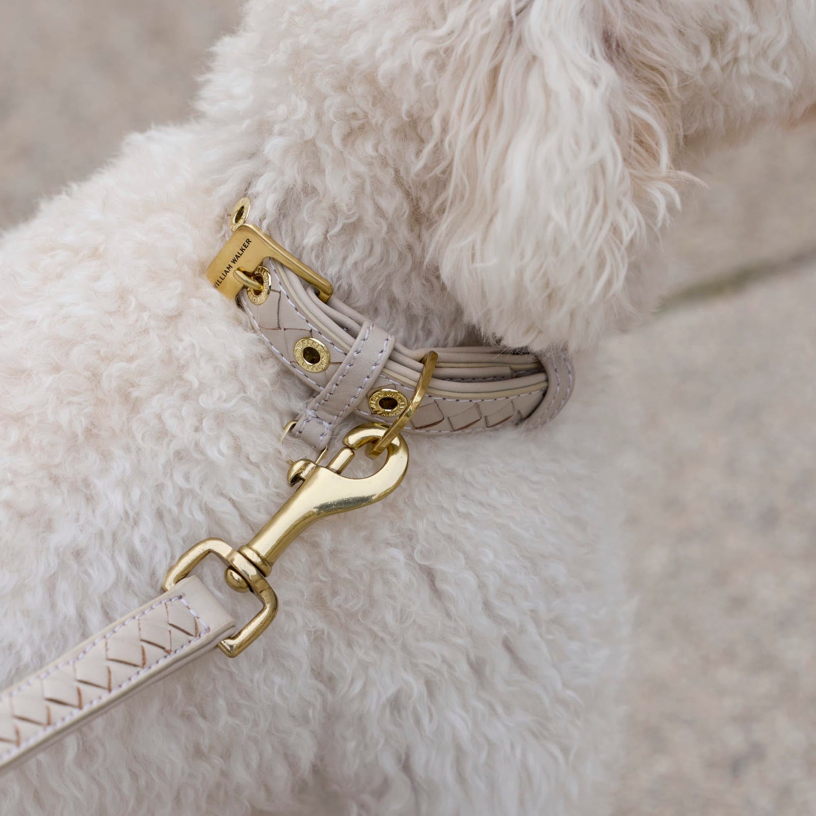 William Walker Hochwertige Leder Hundeleine Prestige Almond