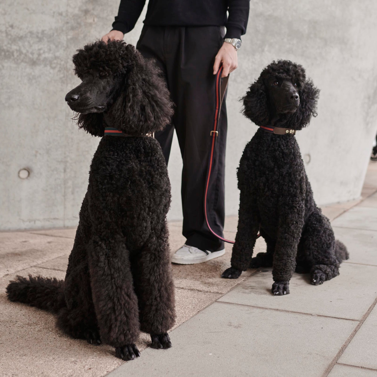 William Walker Hochwertige Leder Hundeleine Florence // Limited