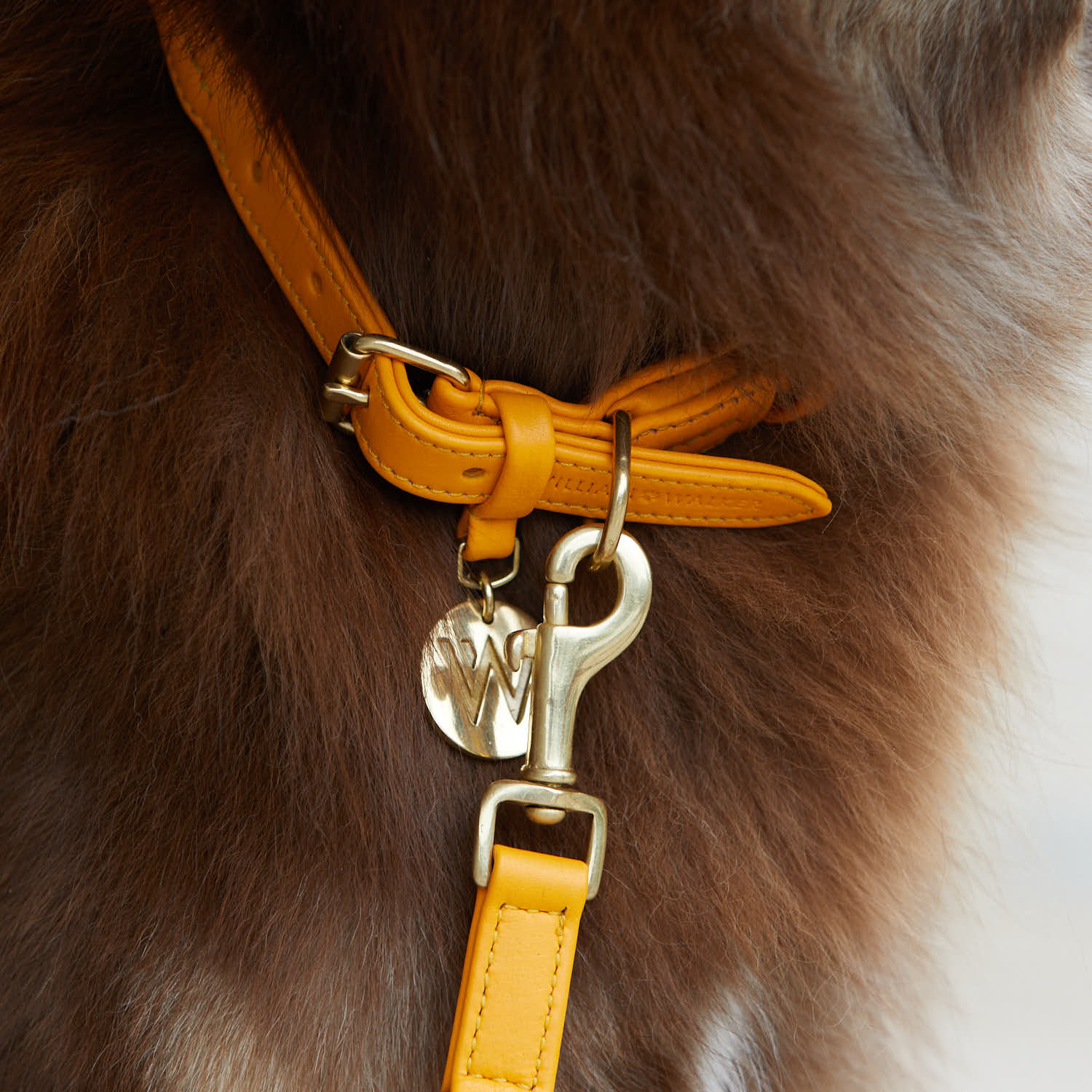 William Walker Hundehalsband Twisted Curry // Limited