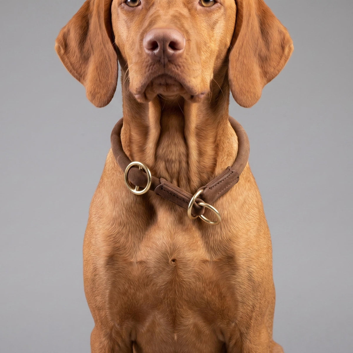 William Walker Round Leather Martingale Collar